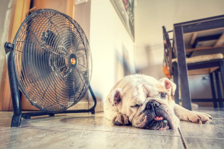 Perro durmiendo bajo un ventilador
