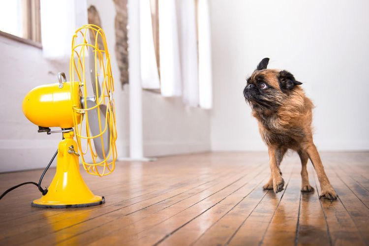 Cómo enfriar a un perro en el calor