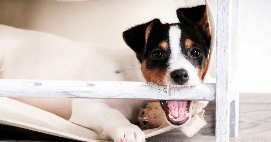 ¿Por qué el perro muerde los muebles y arranca el papel pintado?