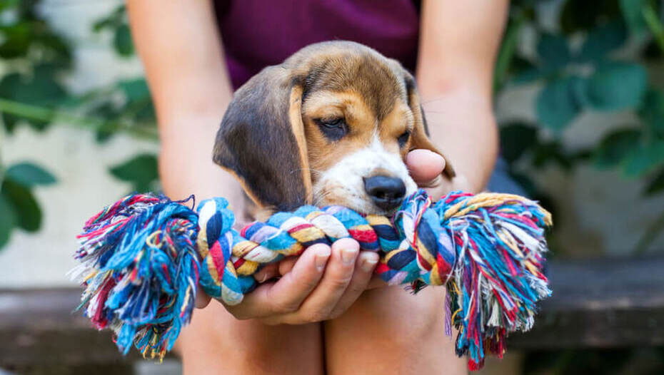 Cómo enseñar al cachorro a no morderlo todo