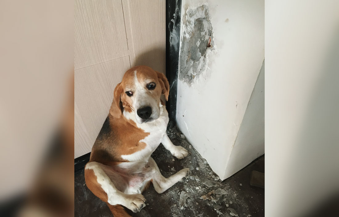 Por qué los perros muerden las paredes y cómo eliminar este hábito