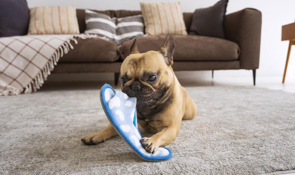 Warum Hunde Schuhe kauen