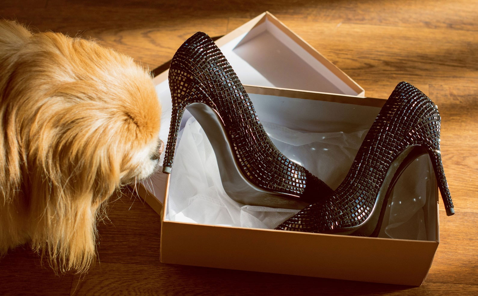 Was tun, wenn Ihr Hund begonnen hat, Schuhe zu kauen?