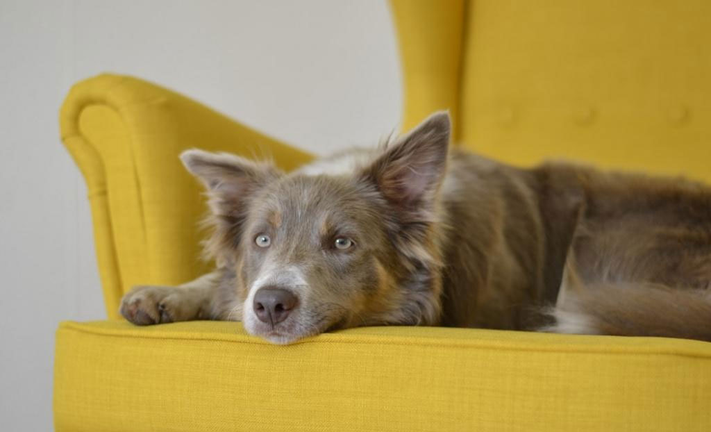 Was tun, wenn Ihr Hund aus Langeweile Dinge zerstört?