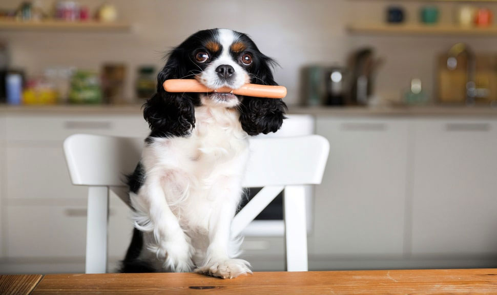 Wie man dem Hund das Nehmen von Essen vom Tisch abgewöhnt