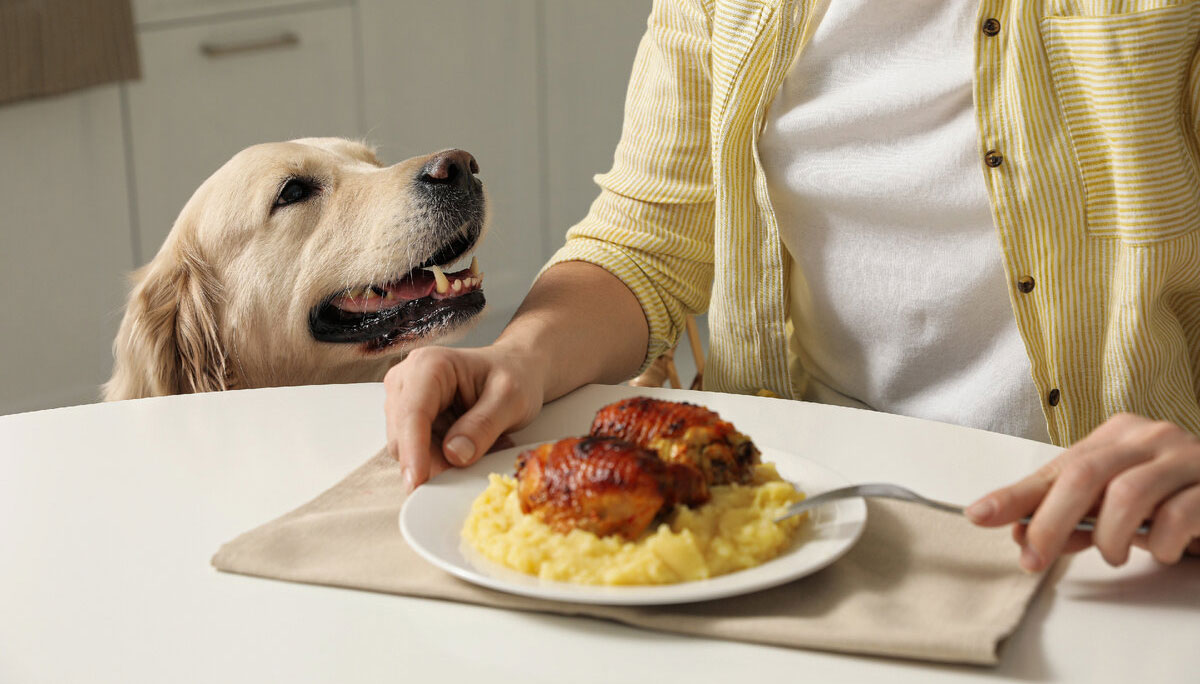 Wie man einem Hund das Stehlen vom Tisch abgewöhnt