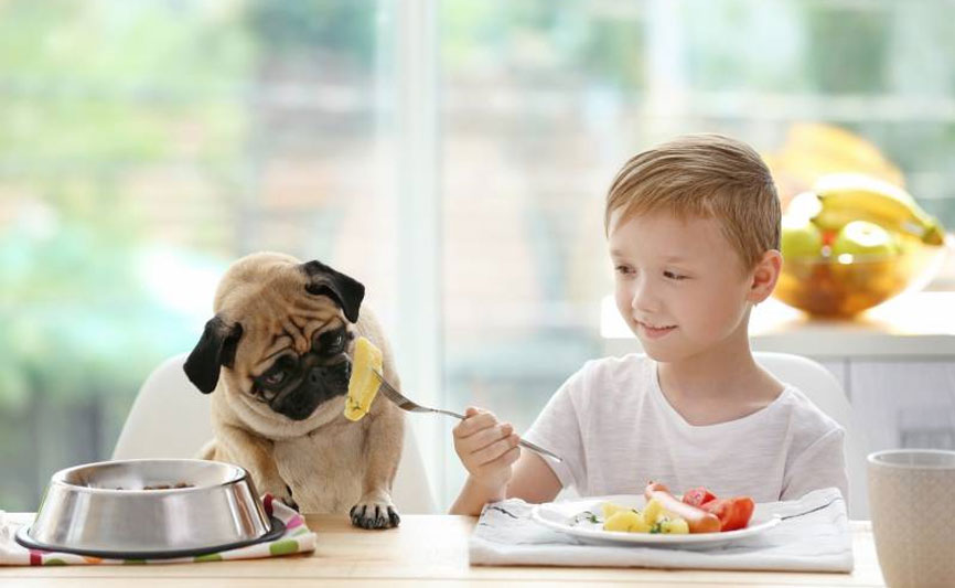 Warum Hunde anfangen, vom Tisch zu stehlen