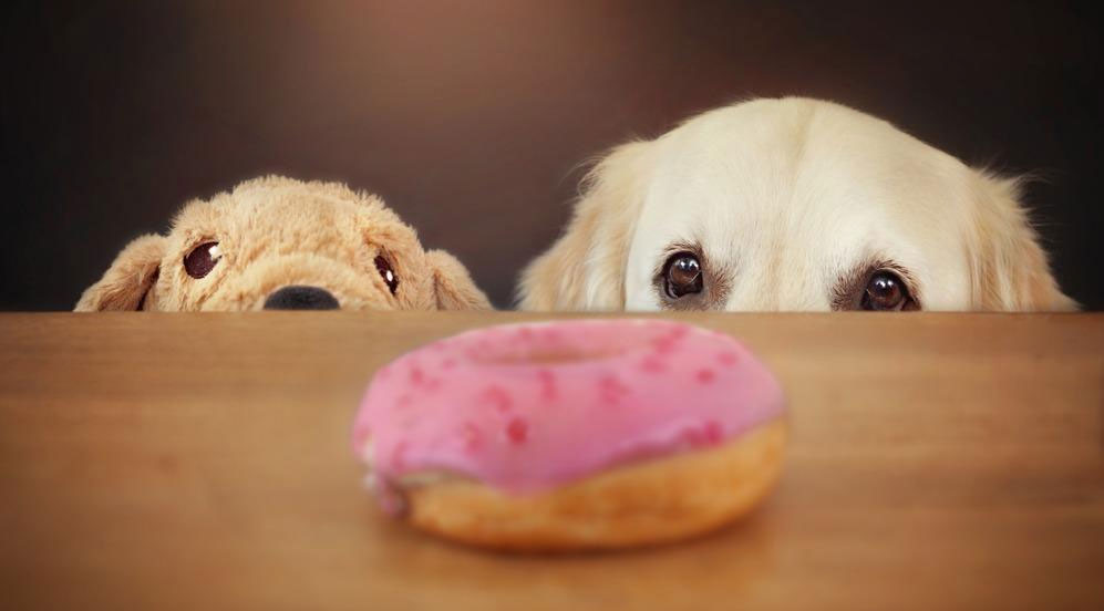 Verbot für den Hund zu betteln und Essen vom Tisch zu nehmen