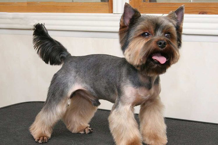 Cómo cortar el pelo a un perro agresivo en casa
