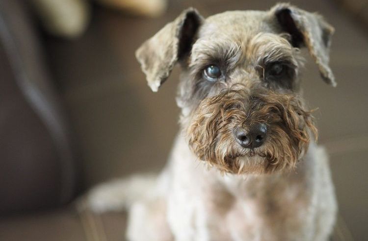 Corte de pelo de un perro agresivo