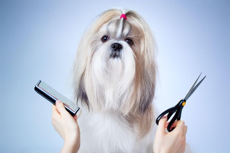 Corte de pelo de perro