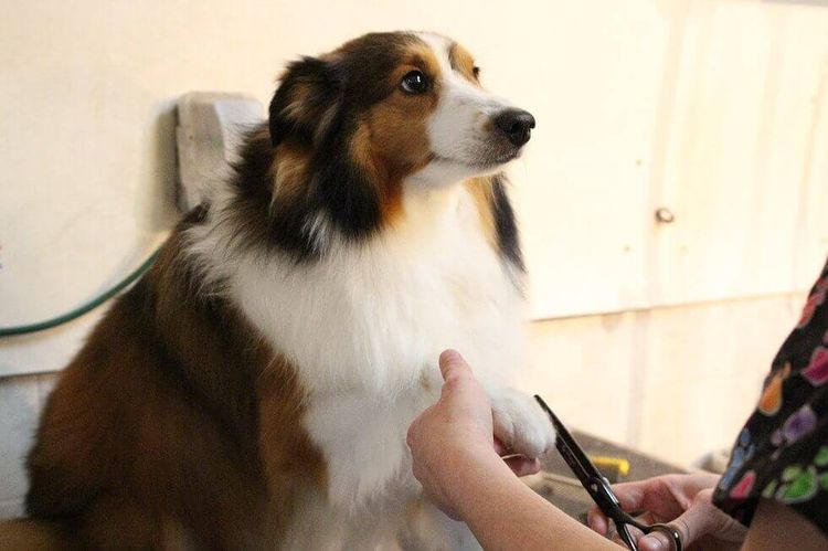 Se corta al perro en casa