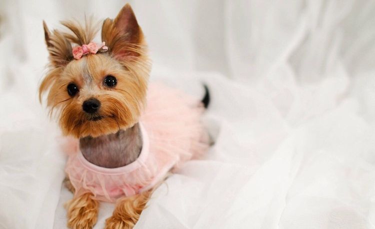 Corte de pelo del yorkie