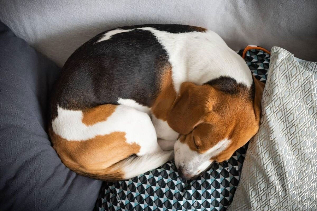 Cuánto debe dormir un perro