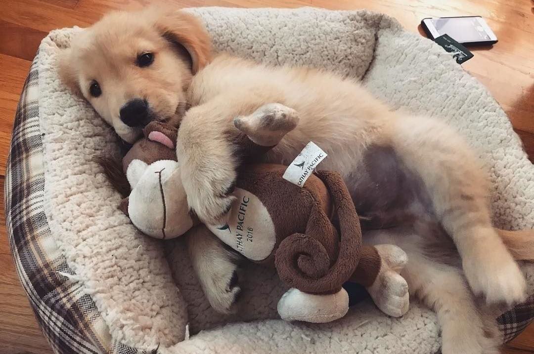 Cómo acostumbrar al cachorro a dormir en su sitio por la noche