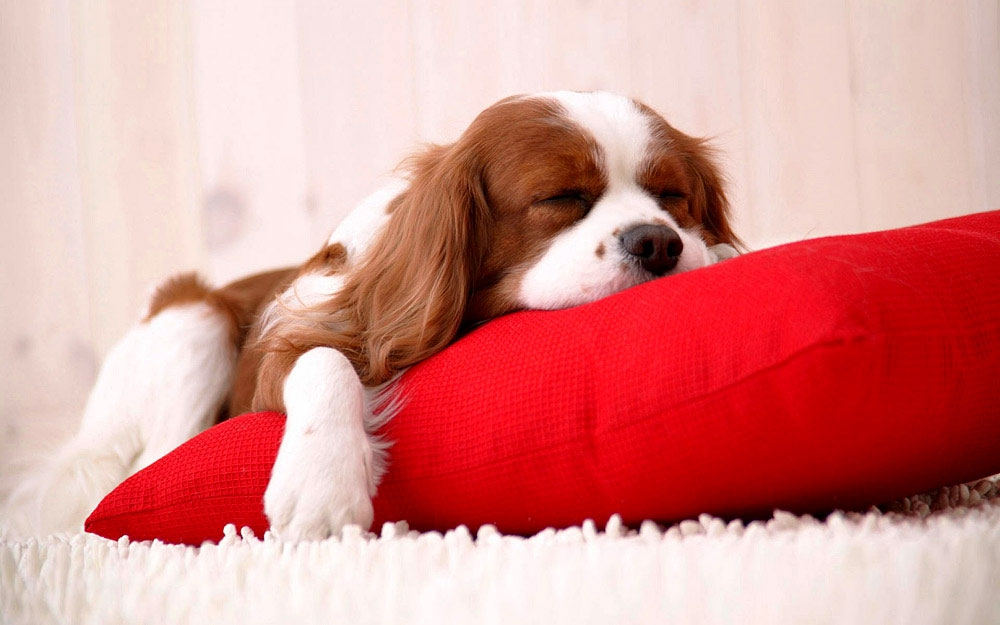 Cómo enseñar al perro a dormir por las noches