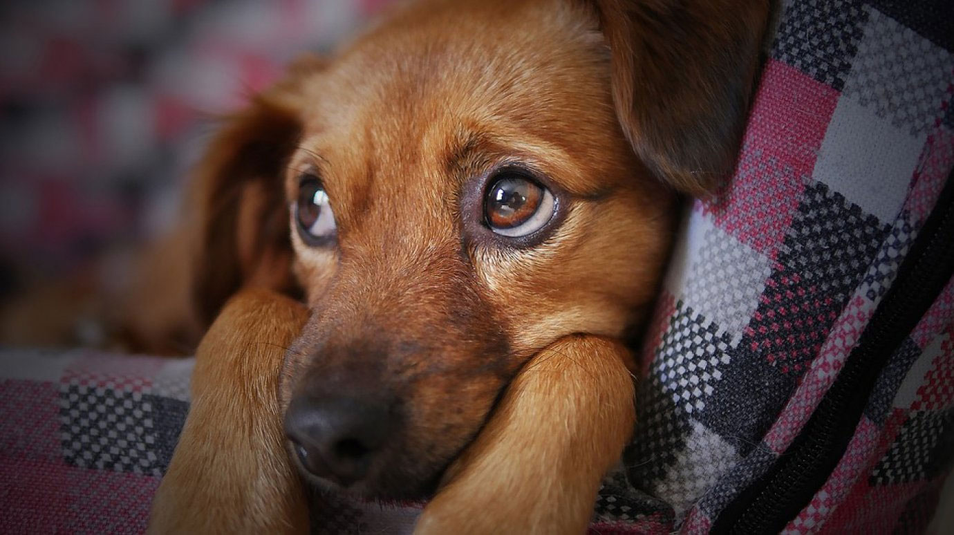 Por qué el perro no duerme por la noche y qué hacer al respecto