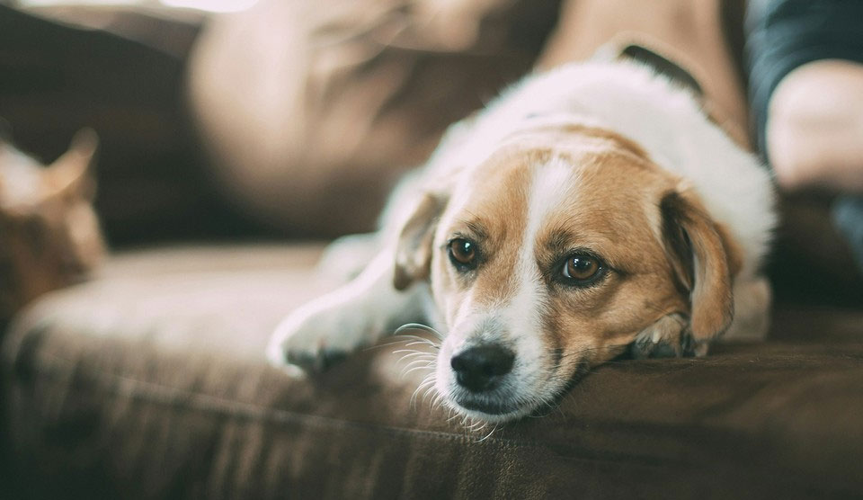 Causas de la alteración del sueño en el perro