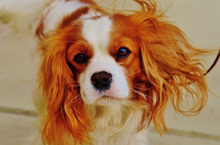 El perro de Ksenia Borodina