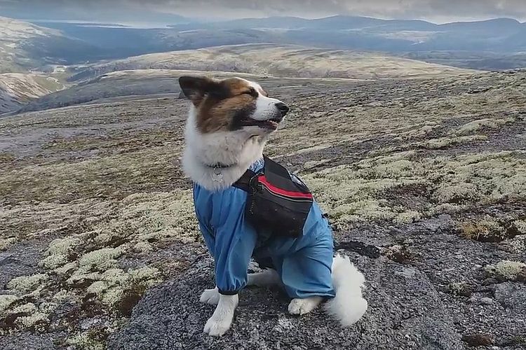 Perro alpinista