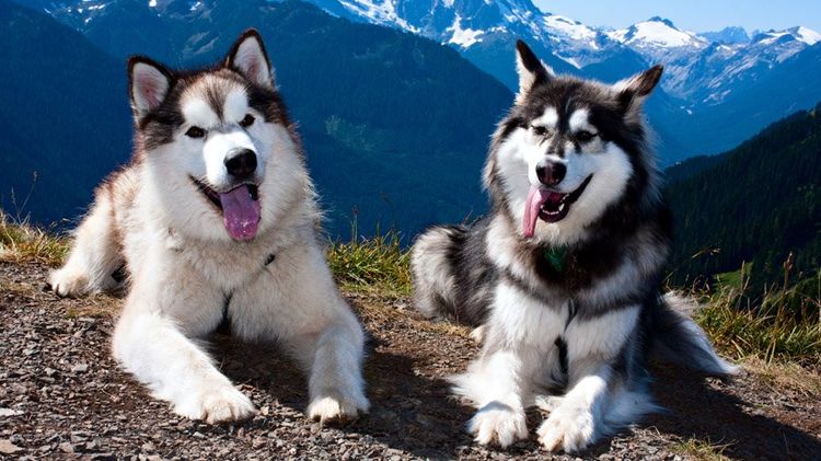 Malamute de Alaska