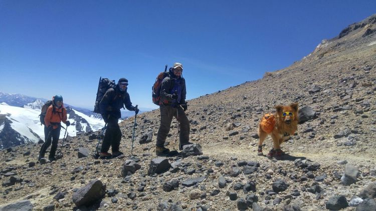 Perro con alpinistas