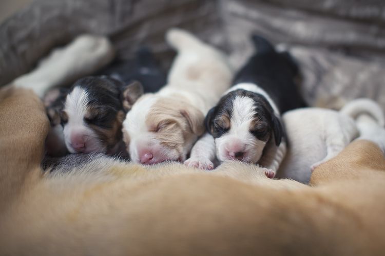 Los cachorros recién nacidos comen