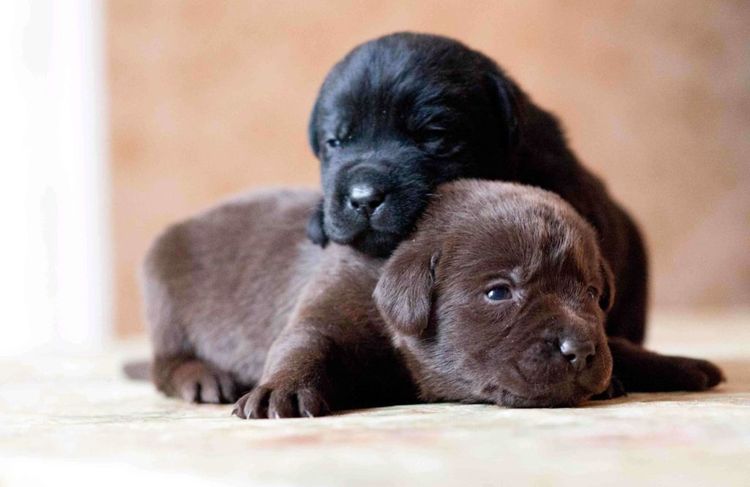 Los cachorros recién nacidos han abierto los ojos