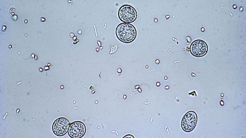 Coccidios al microscopio