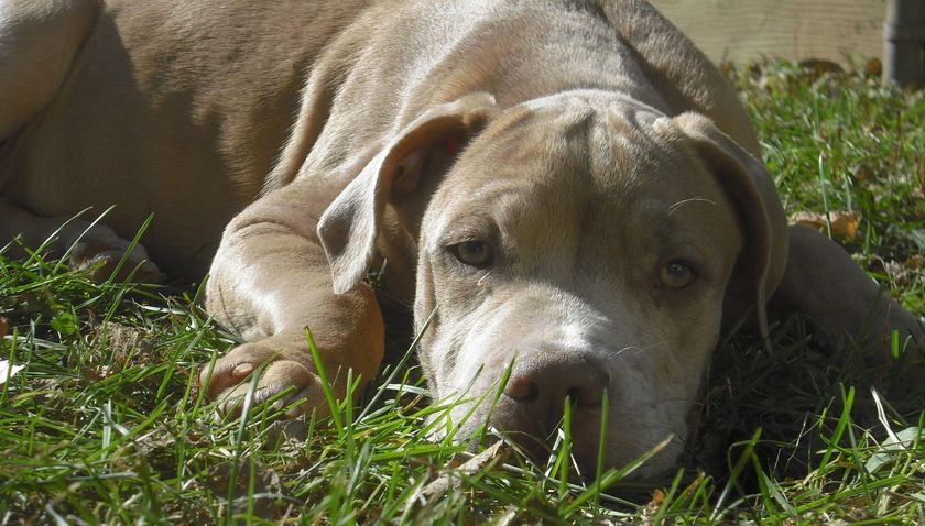 Cachorro enfermo