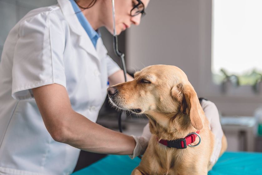 El perro en el veterinario