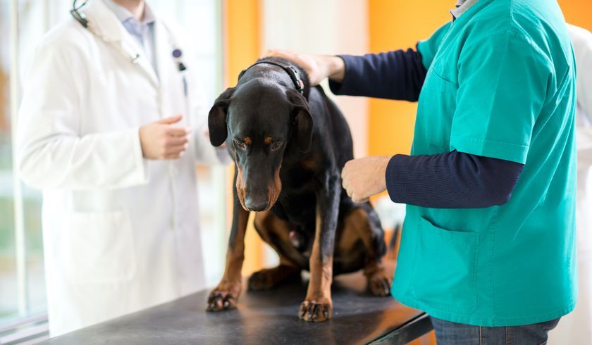 Perro en el veterinario