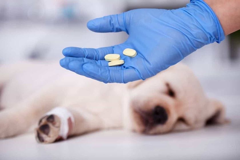 Comprimidos para cachorro