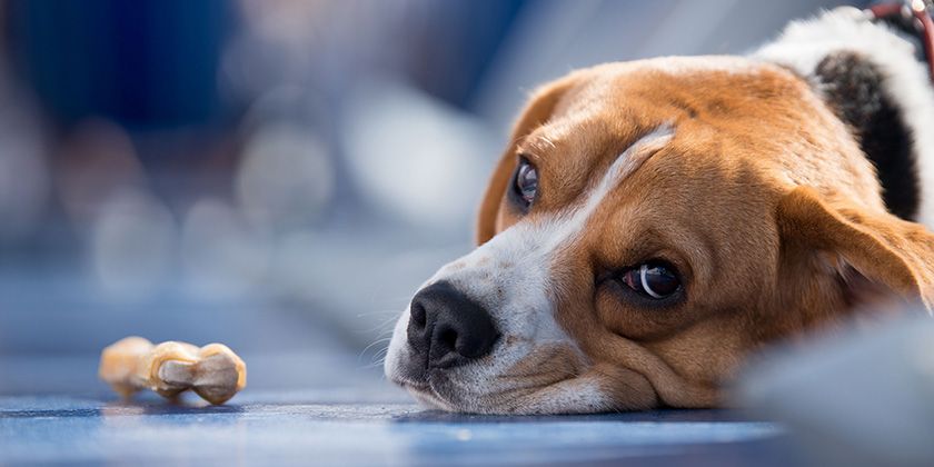 Coccidiosis en perros