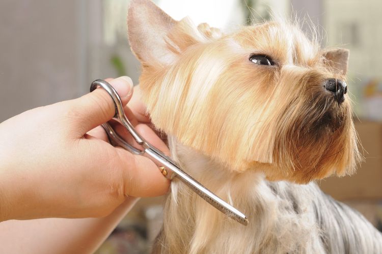 Corte de pelo de perro