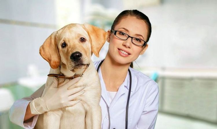 El perro en el veterinario