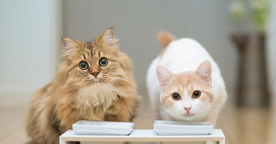 Qué hacer si el gato tiene hipo mientras come