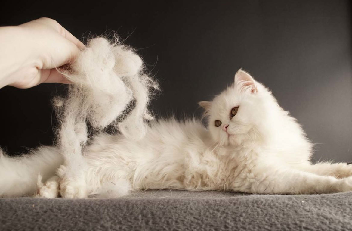 Hipo en gatos debido a bolas de pelo