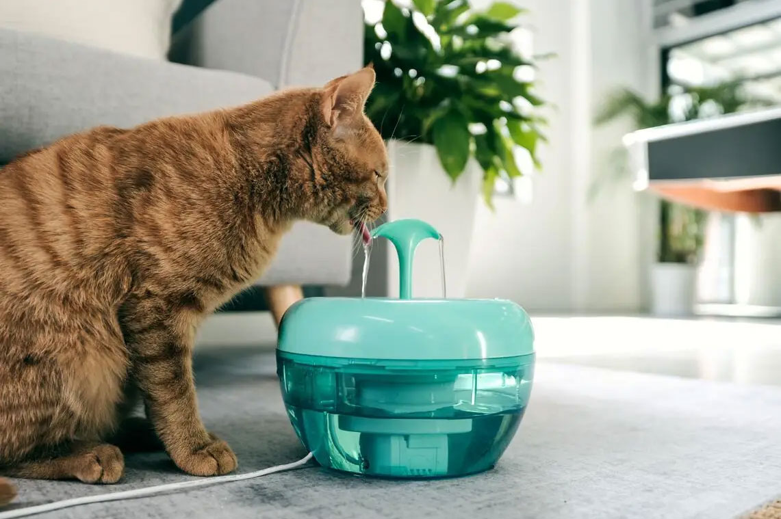 Fuente de agua para gato