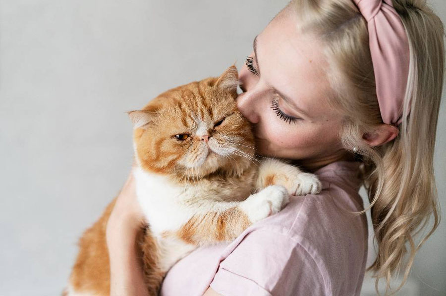 Hipo psicosomático en gatos, qué hacer