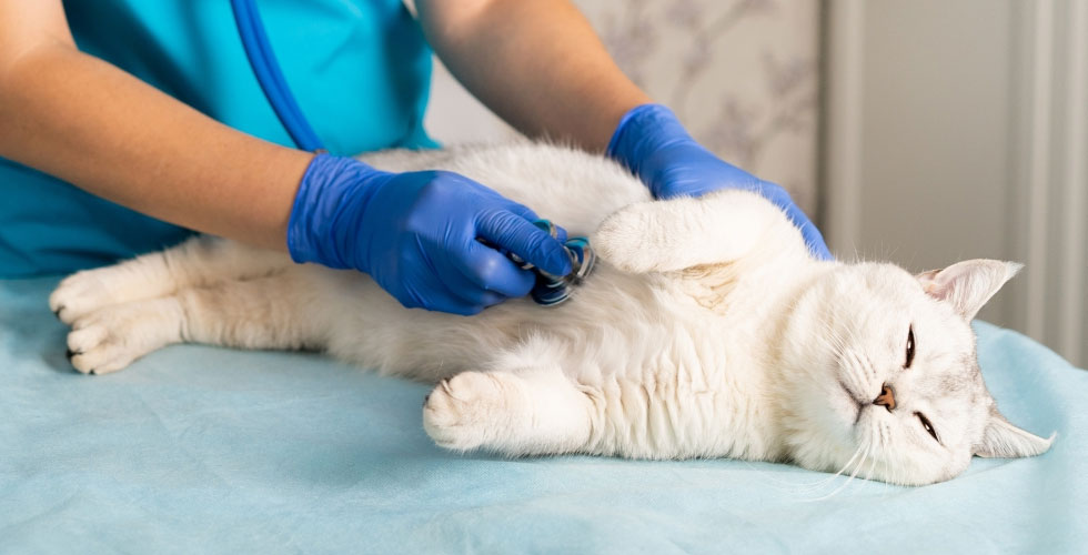 Enfermedades que pueden causar hipo en los gatos
