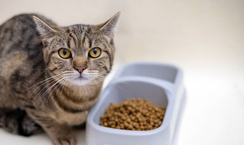 Causas del rechazo del gato al pienso seco