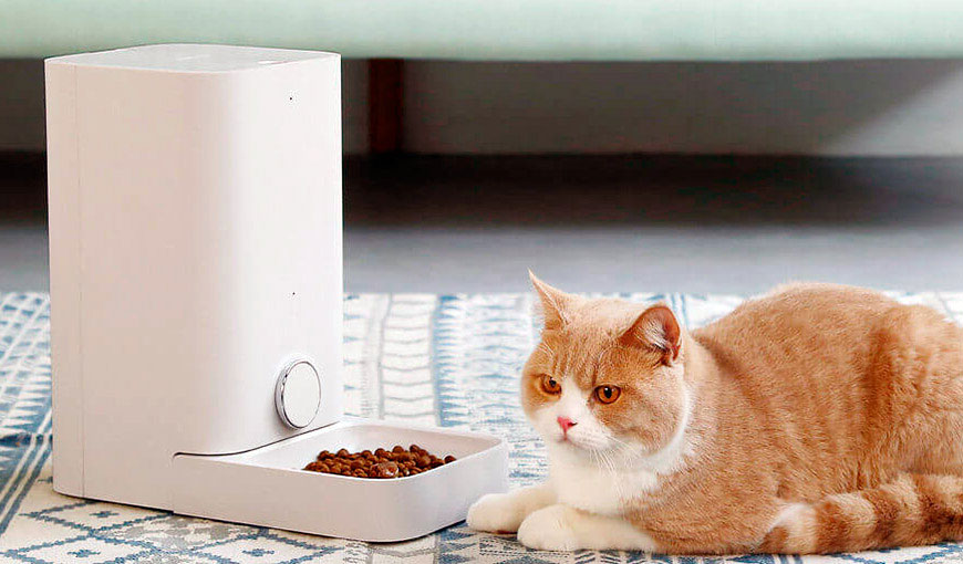 El gato no quiere comer del comedero nuevo