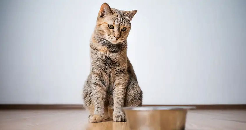 Pérdida temporal de apetito en los gatos - causas