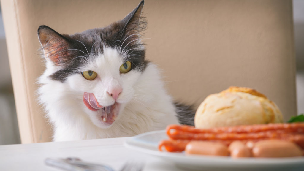 El gato y la comida de la mesa