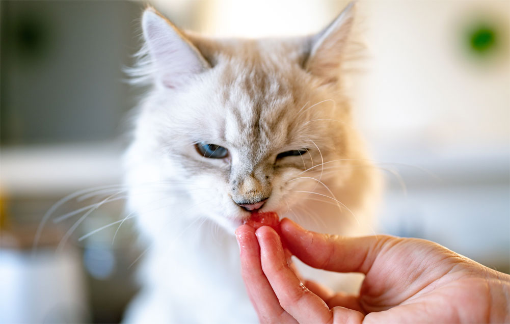 Con qué alimentar a un gato quisquilloso