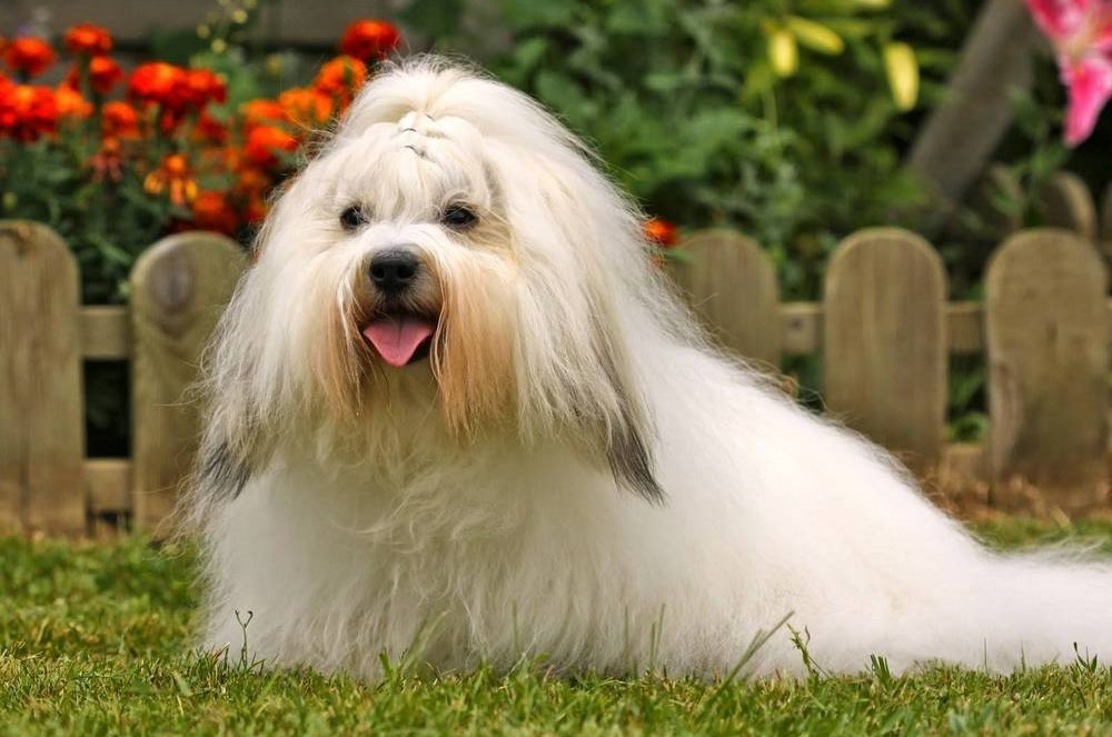 Perro blanco de la raza Coton de Tuléar sobre la hierba con una valla y flores de fondo