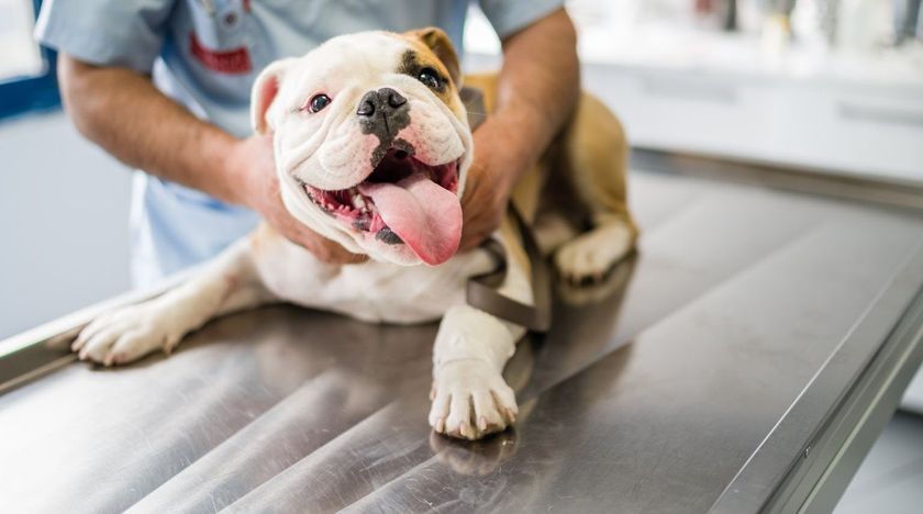 Cachorro en el veterinario