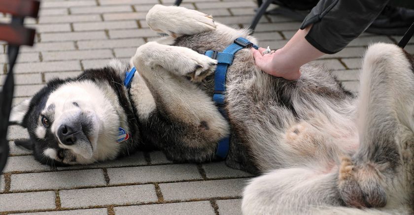 Husky macho