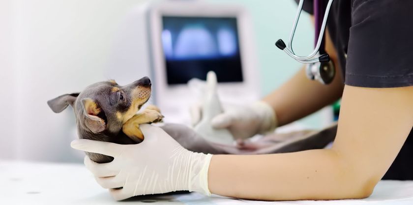 Ecografía a un perro